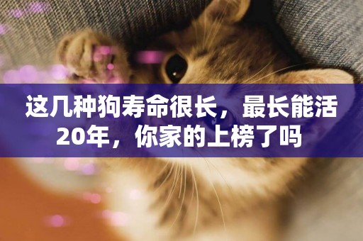這幾種狗壽命很長，最長能活20年，你家的上榜了嗎 