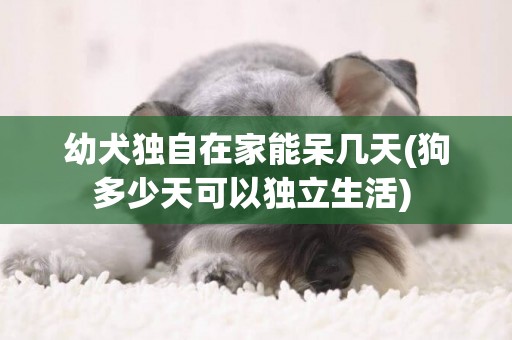 幼犬獨自在家能呆幾天(狗多少天可以獨立生活) 