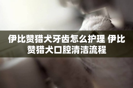 伊比贊獵犬牙齒怎么護理 伊比贊獵犬口腔清潔流程
