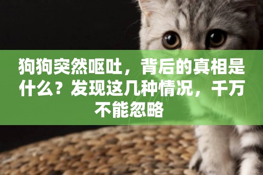 狗狗突然嘔吐，背后的真相是什么？發現這幾種情況，千萬不能忽略 