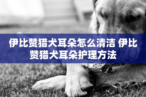 伊比贊獵犬耳朵怎么清潔 伊比贊獵犬耳朵護理方法