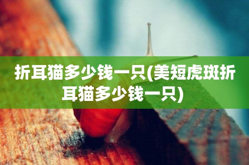 折耳貓多少錢一只(美短虎斑折耳貓多少錢一只) 