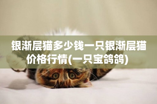 銀漸層貓多少錢一只銀漸層貓價格行情(一只寶鴿鴿) 
