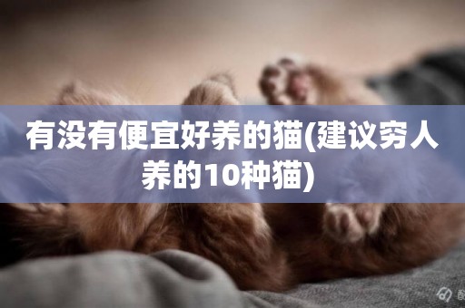 有沒有便宜好養的貓(建議窮人養的10種貓) 