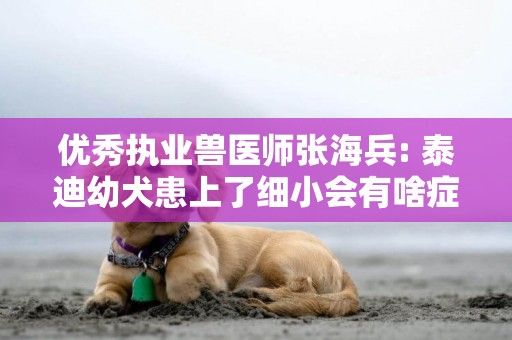 優秀執業獸醫師張海兵: 泰迪幼犬患上了細小會有啥癥狀? 