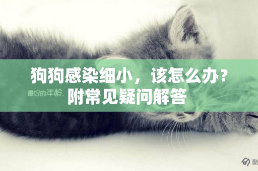 狗狗感染細小，該怎么辦？附常見疑問解答 