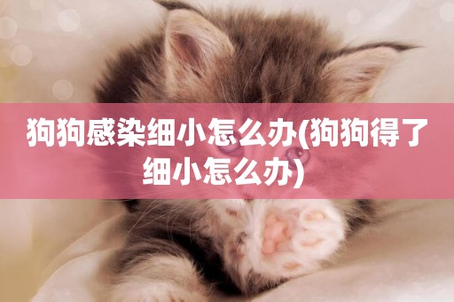 狗狗感染細小怎么辦(狗狗得了細小怎么辦) 