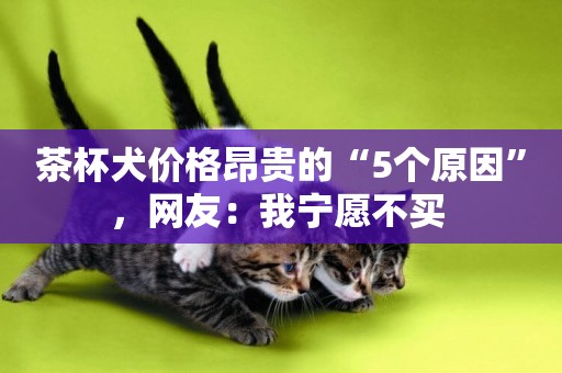 茶杯犬價格昂貴的“5個原因”，網友：我寧愿不買 