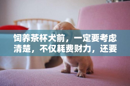 飼養茶杯犬前，一定要考慮清楚，不僅耗費財力，還要付出不少精力 