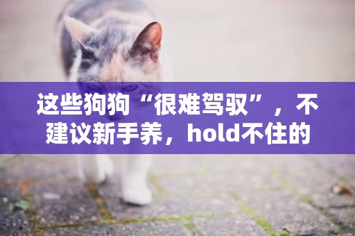 這些狗狗“很難駕馭”，不建議新手養，hold不住的 