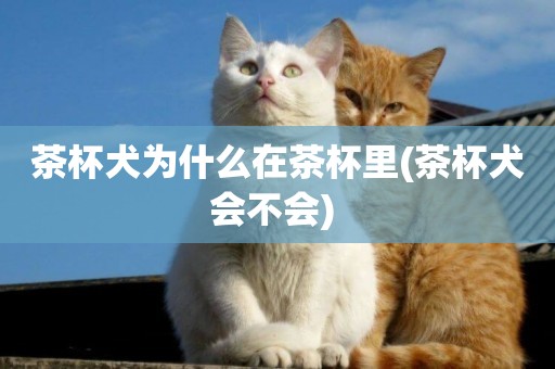 茶杯犬為什么在茶杯里(茶杯犬會不會) 