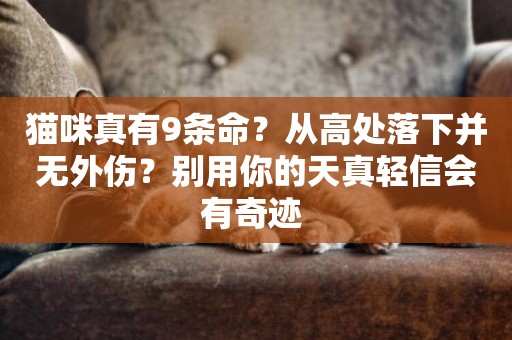 貓咪真有9條命？從高處落下并無外傷？別用你的天真輕信會有奇跡 