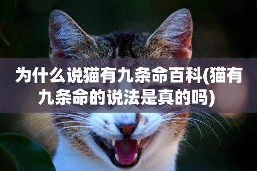 為什么說貓有九條命百科(貓有九條命的說法是真的嗎) 