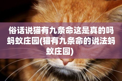 俗話說貓有九條命這是真的嗎螞蟻莊園(貓有九條命的說法螞蟻莊園) 