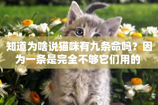知道為啥說貓咪有九條命嗎？因為一條是完全不夠它們用的 