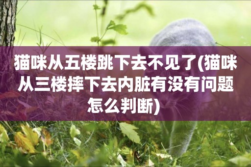 貓咪從五樓跳下去不見了(貓咪從三樓摔下去內臟有沒有問題怎么判斷) 