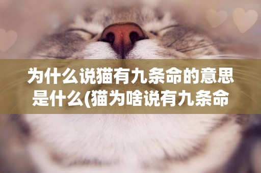 為什么說貓有九條命的意思是什么(貓為啥說有九條命) 