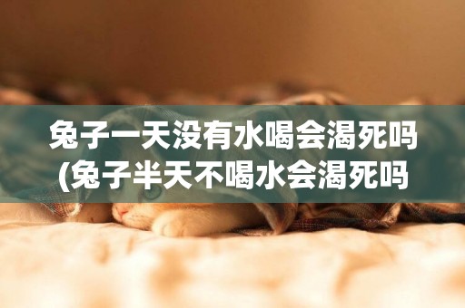 兔子一天沒有水喝會渴死嗎(兔子半天不喝水會渴死嗎) 