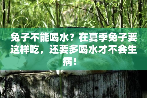 兔子不能喝水？在夏季兔子要這樣吃，還要多喝水才不會生病！ 