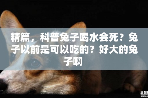 精篇，科普兔子喝水會死？兔子以前是可以吃的？好大的兔子啊 