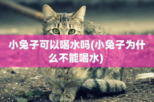 小兔子可以喝水嗎(小兔子為什么不能喝水) 