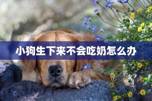 小狗生下來不會吃奶怎么辦