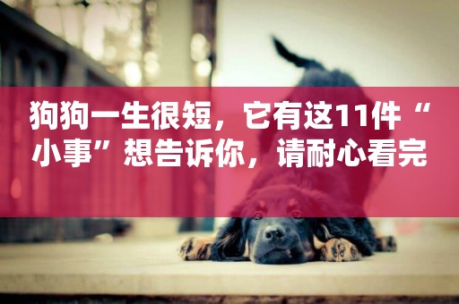 狗狗一生很短，它有這11件“小事”想告訴你，請耐心看完 
