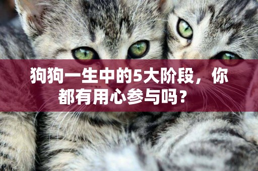 狗狗一生中的5大階段，你都有用心參與嗎？ 
