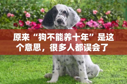 原來“狗不能養十年”是這個意思，很多人都誤會了 