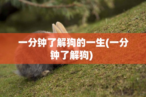 一分鐘了解狗的一生(一分鐘了解狗) 