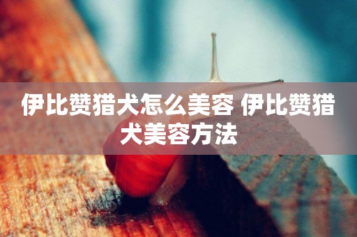 伊比贊獵犬怎么美容 伊比贊獵犬美容方法
