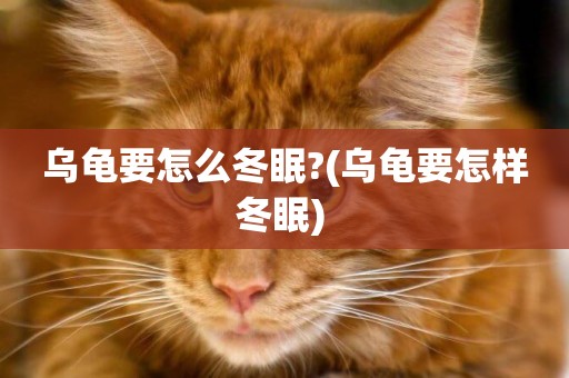 烏龜要怎么冬眠?(烏龜要怎樣冬眠) 