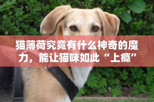 貓薄荷究竟有什么神奇的魔力，能讓貓咪如此“上癮”？ 
