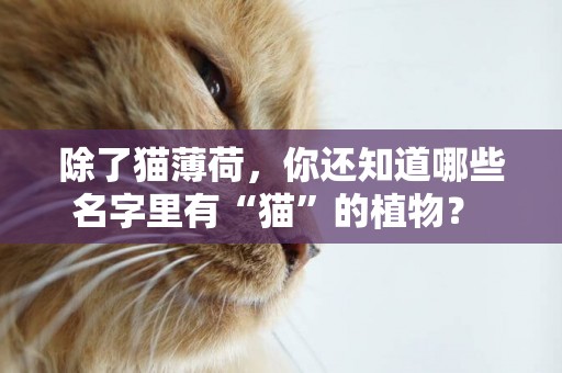 除了貓薄荷，你還知道哪些名字里有“貓”的植物？ 