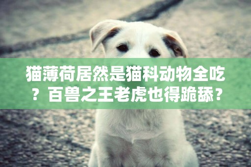 貓薄荷居然是貓科動物全吃？百獸之王老虎也得跪舔？ 