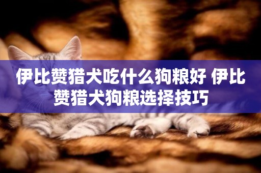 伊比贊獵犬吃什么狗糧好 伊比贊獵犬狗糧選擇技巧