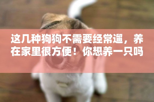 這幾種狗狗不需要經常遛，養在家里很方便！你想養一只嗎 