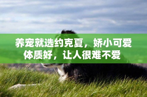 養寵就選約克夏，嬌小可愛體質好，讓人很難不愛 