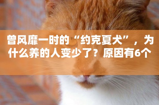 曾風靡一時的“約克夏犬”，為什么養的人變少了？原因有6個 