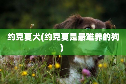 約克夏犬(約克夏是最難養的狗) 