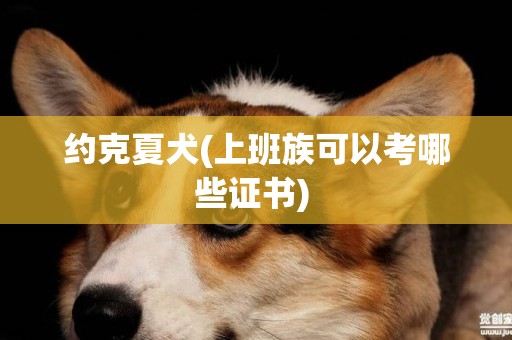 約克夏犬(上班族可以考哪些證書) 