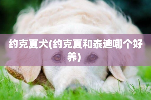 約克夏犬(約克夏和泰迪哪個好養) 