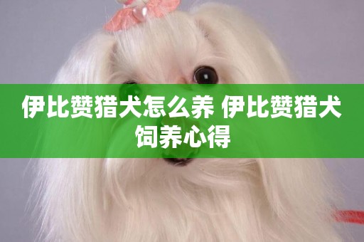 伊比贊獵犬怎么養 伊比贊獵犬飼養心得