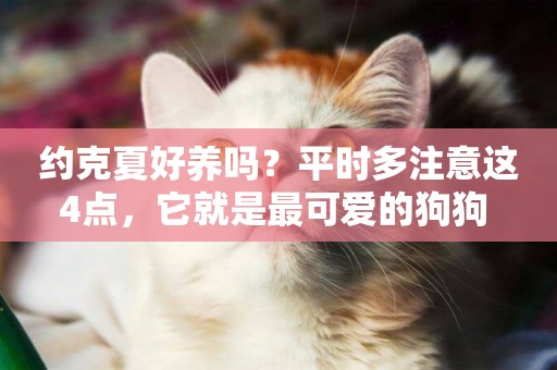 約克夏好養嗎？平時多注意這4點，它就是最可愛的狗狗 