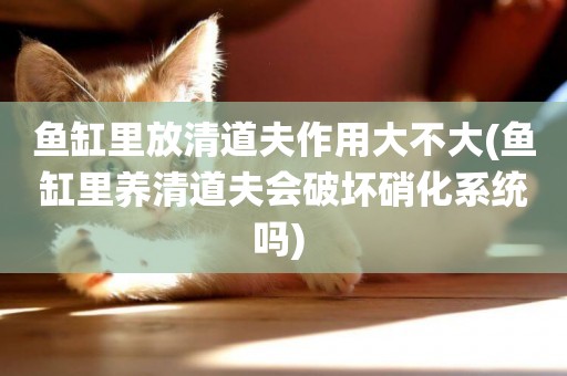 魚缸里放清道夫作用大不大(魚缸里養清道夫會破壞硝化系統嗎) 
