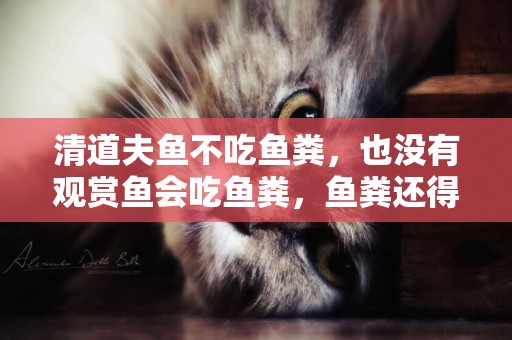 清道夫魚不吃魚糞，也沒有觀賞魚會吃魚糞，魚糞還得這樣處理 