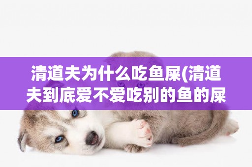 清道夫為什么吃魚屎(清道夫到底愛不愛吃別的魚的屎呀) 