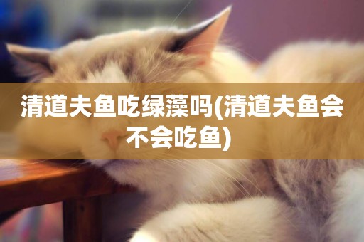 清道夫魚吃綠藻嗎(清道夫魚會不會吃魚) 