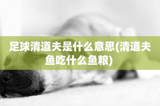 足球清道夫是什么意思(清道夫魚吃什么魚糧) 