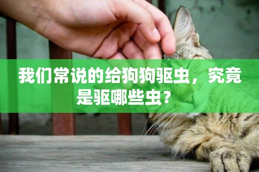 我們常說的給狗狗驅蟲，究竟是驅哪些蟲？ 